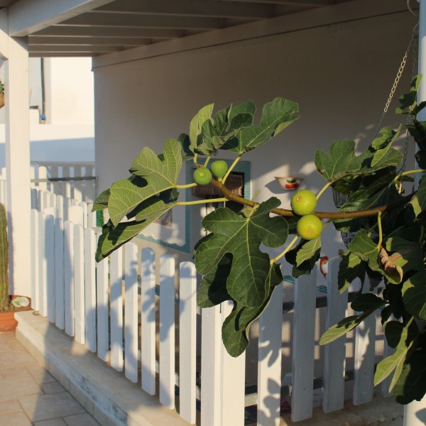 La Riserva dei Felici "Sole" — foto 3