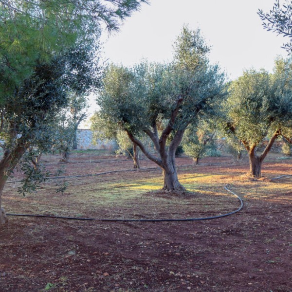 Tenuta Bene - villa 1210 — foto 18